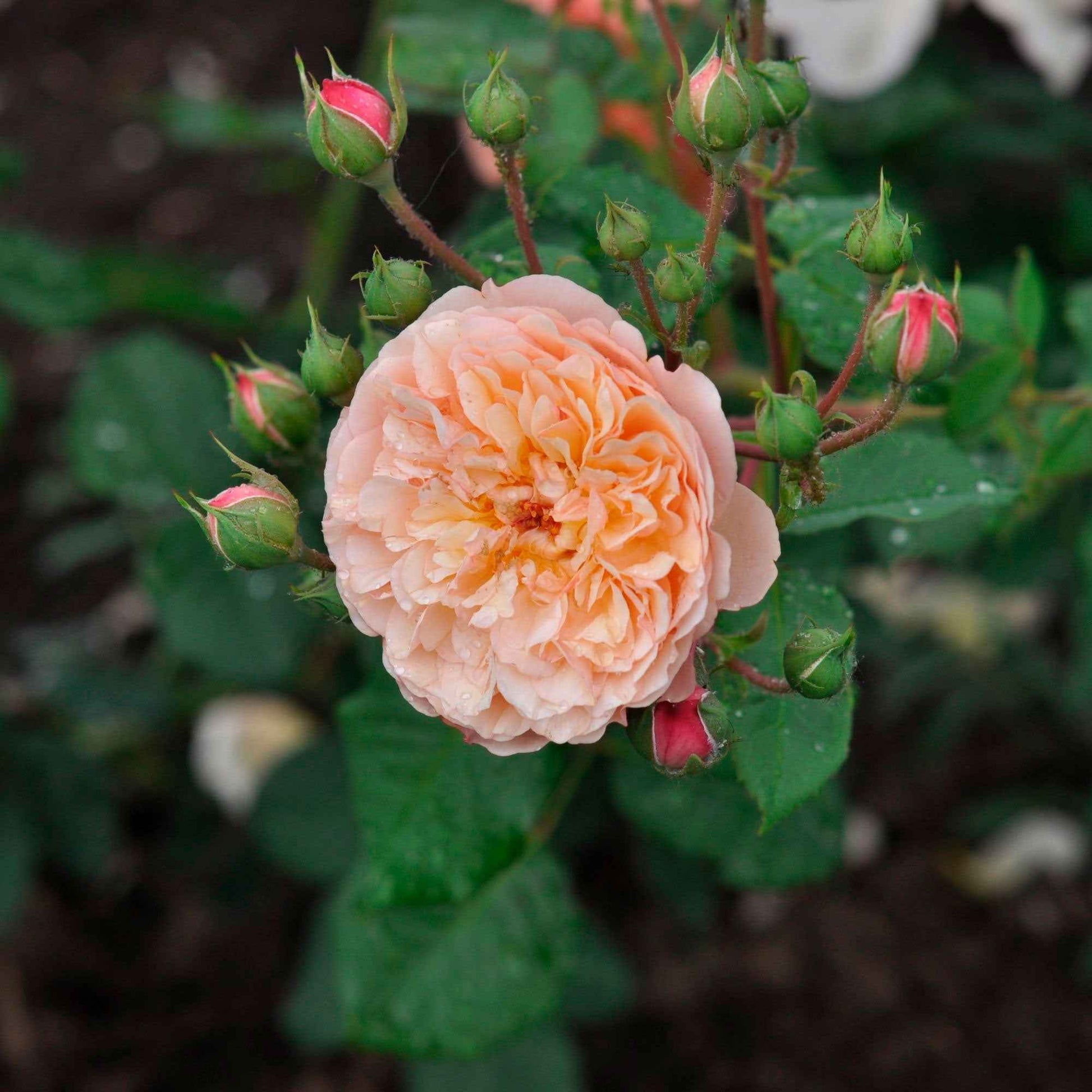3x Roos Rosa Eveline Wild ® floribunda Roze - Winterhard - Bare rooted - Plant eigenschap