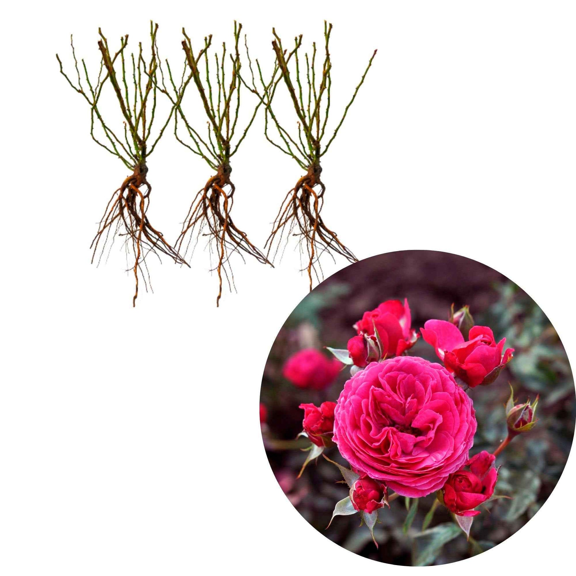 3x Roos Rosa Dolce ® Roze - Bare rooted - Winterhard - Rozen