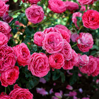 3x Roos Rosa Dolce ® Roze - Bare rooted - Winterhard - Plant eigenschap