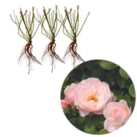 3x Roos Rosa Pear ® Roze - Bare rooted - Winterhard - Rozen - Bare rooted
