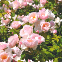 3x Roos Rosa Pear ® Roze - Bare rooted - Winterhard - Plantsoort