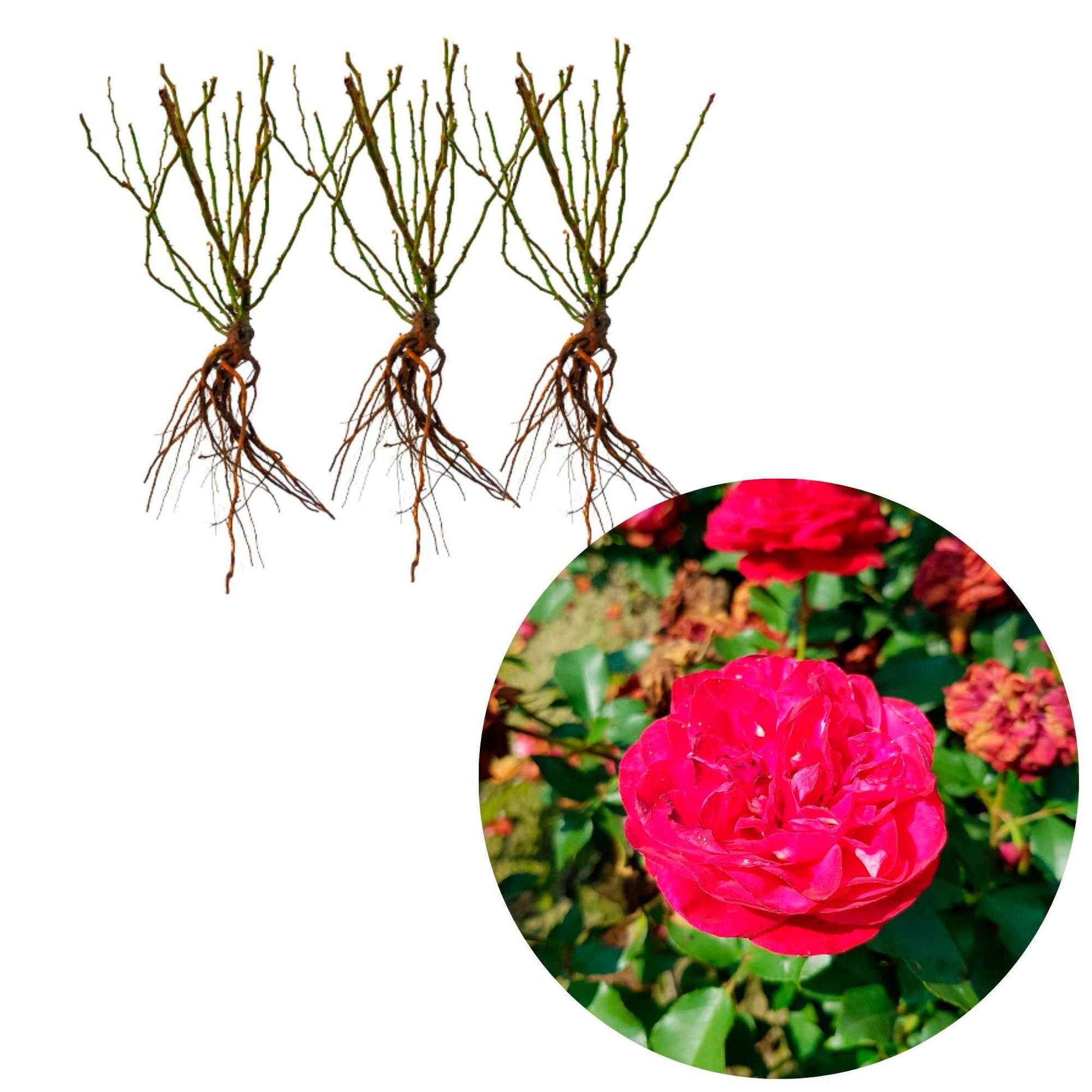 3x Roos Rosa Red Meilove ® Rood - Bare rooted - Winterhard - Rozen