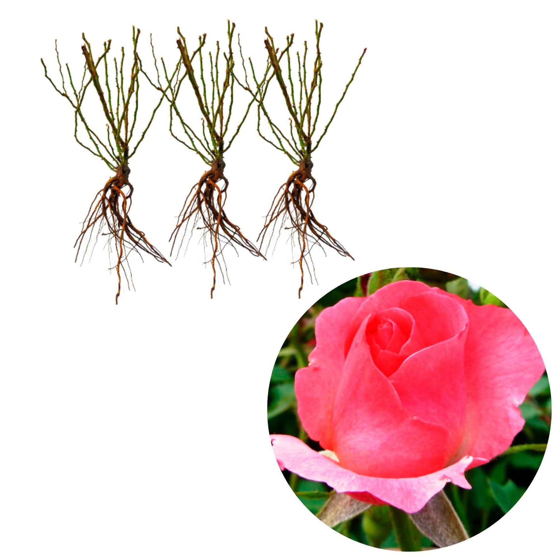 3x Roos Rosa Ville de Roeulx ® Roze - Bare rooted - Winterhard - Rozen