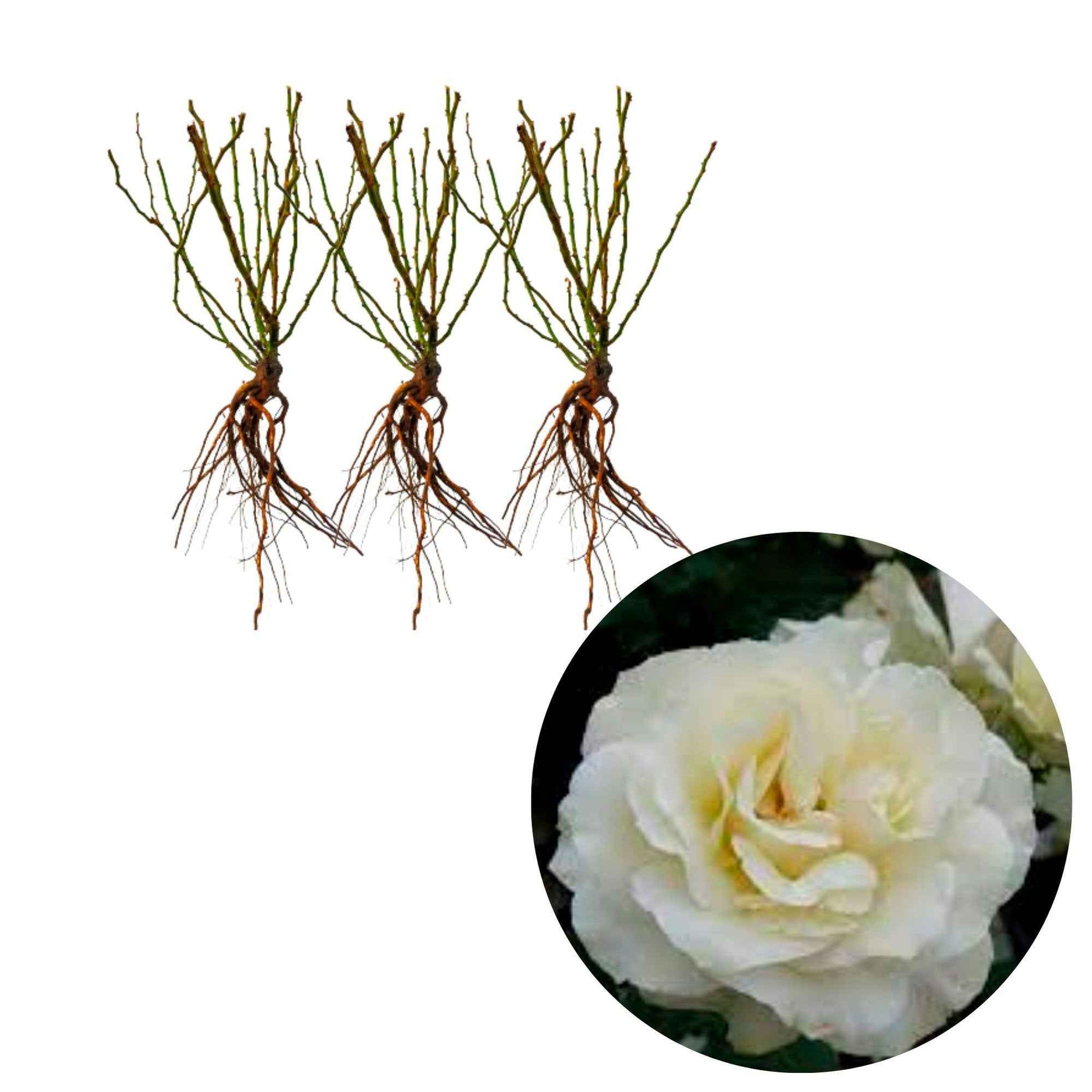 3x Rozen White Meilove ® Wit - Bare rooted - Winterhard - Plant eigenschap