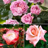 3x Grootbloemige roos Rosa Nostalgisch Geurend Gemengde kleuren - Bare rooted - Winterhard - Grootbloemige rozen