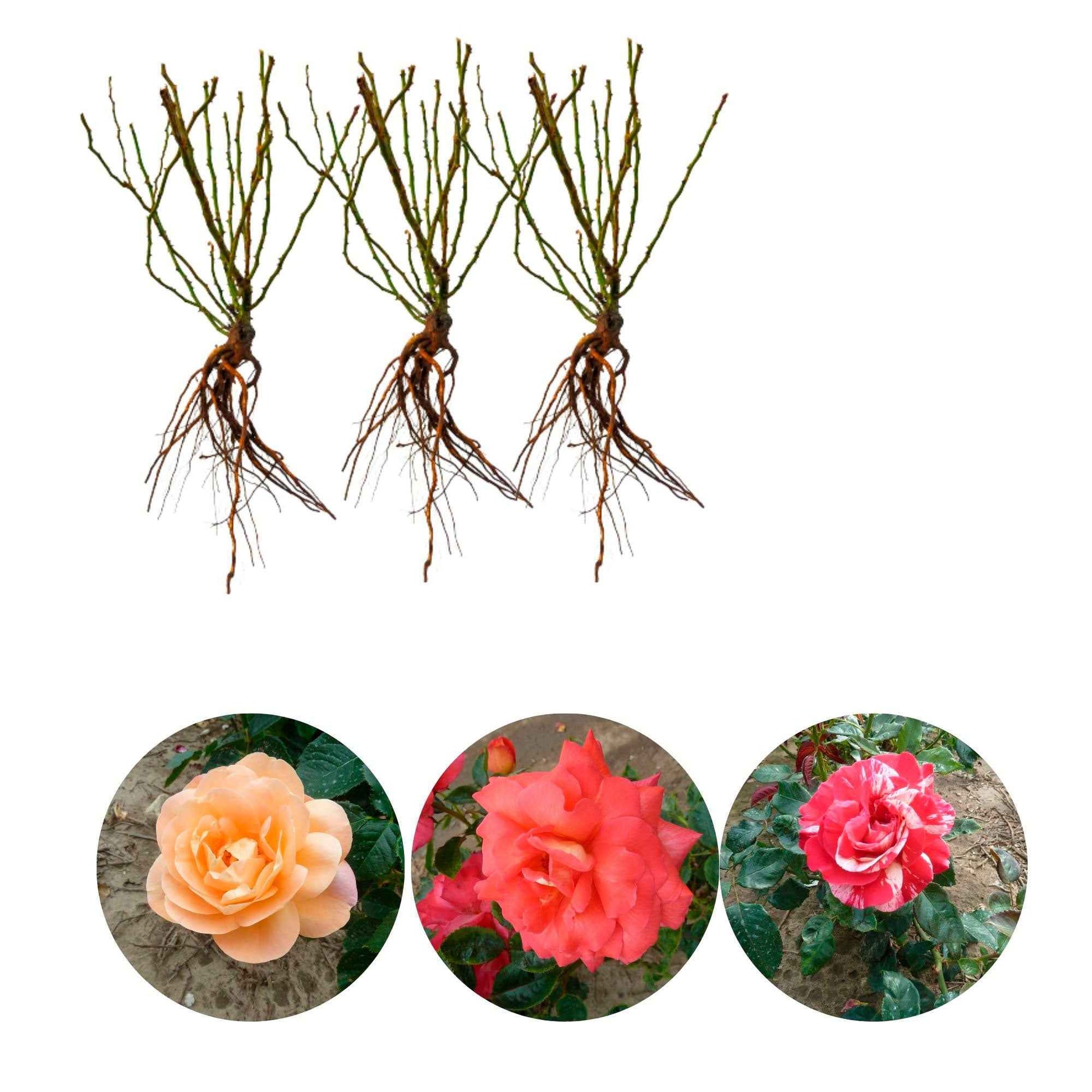 3x Grootbloemige roos - Mix Geurig en Meerkleurig Gemengde kleuren - Bare rooted - Winterhard - Plantsoort