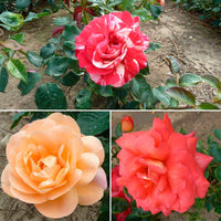 3x Grootbloemige roos - Mix Geurig en Meerkleurig Gemengde kleuren - Bare rooted - Winterhard - Grootbloemige rozen