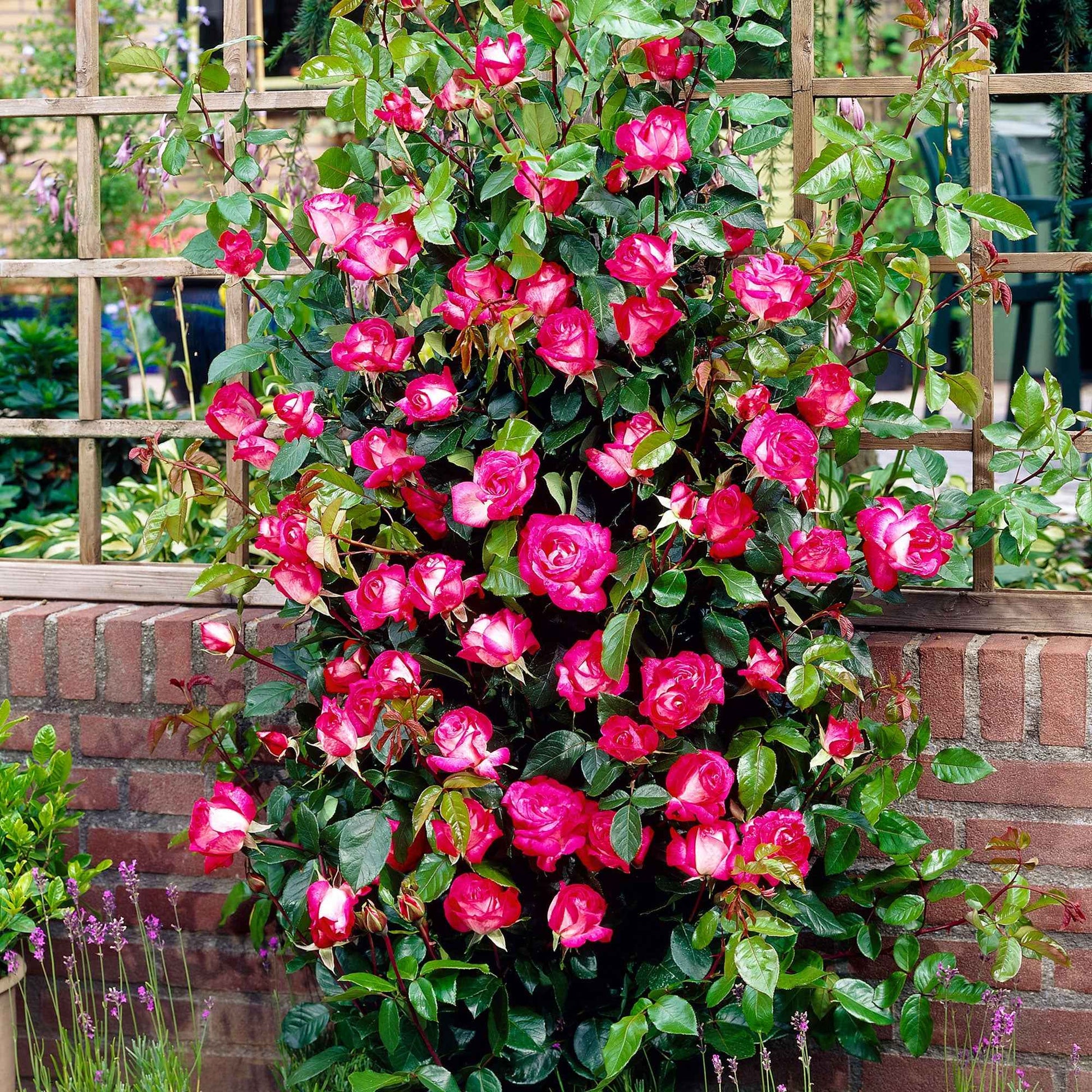 Grootbloemige roos Rosa Rose Gaujard rood-wit - Bare rooted - Winterhard - Geurende rozen