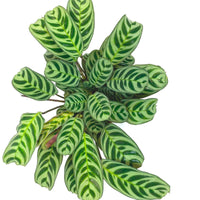 Gebedsplant Ctenanthe burle marxii incl. sierpot - Binnenplant in pot cadeau