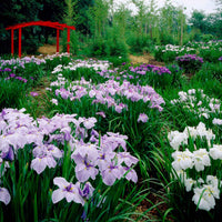 3x Japanse iris ensata - Mix Elegant Flowers - paars-blauw-wit - Winterhard - Alle bloembollen