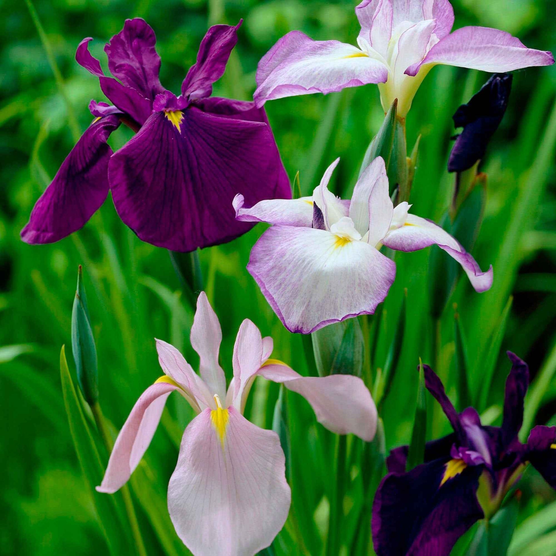 3x Japanse iris ensata - Mix Elegant Flowers - paars-blauw-wit - Winterhard - Bloembollen