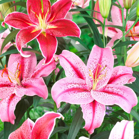 10x Lelie Lilium Mix Garden Flowers Roze-Rood - Winterhard - Alle bloembollen