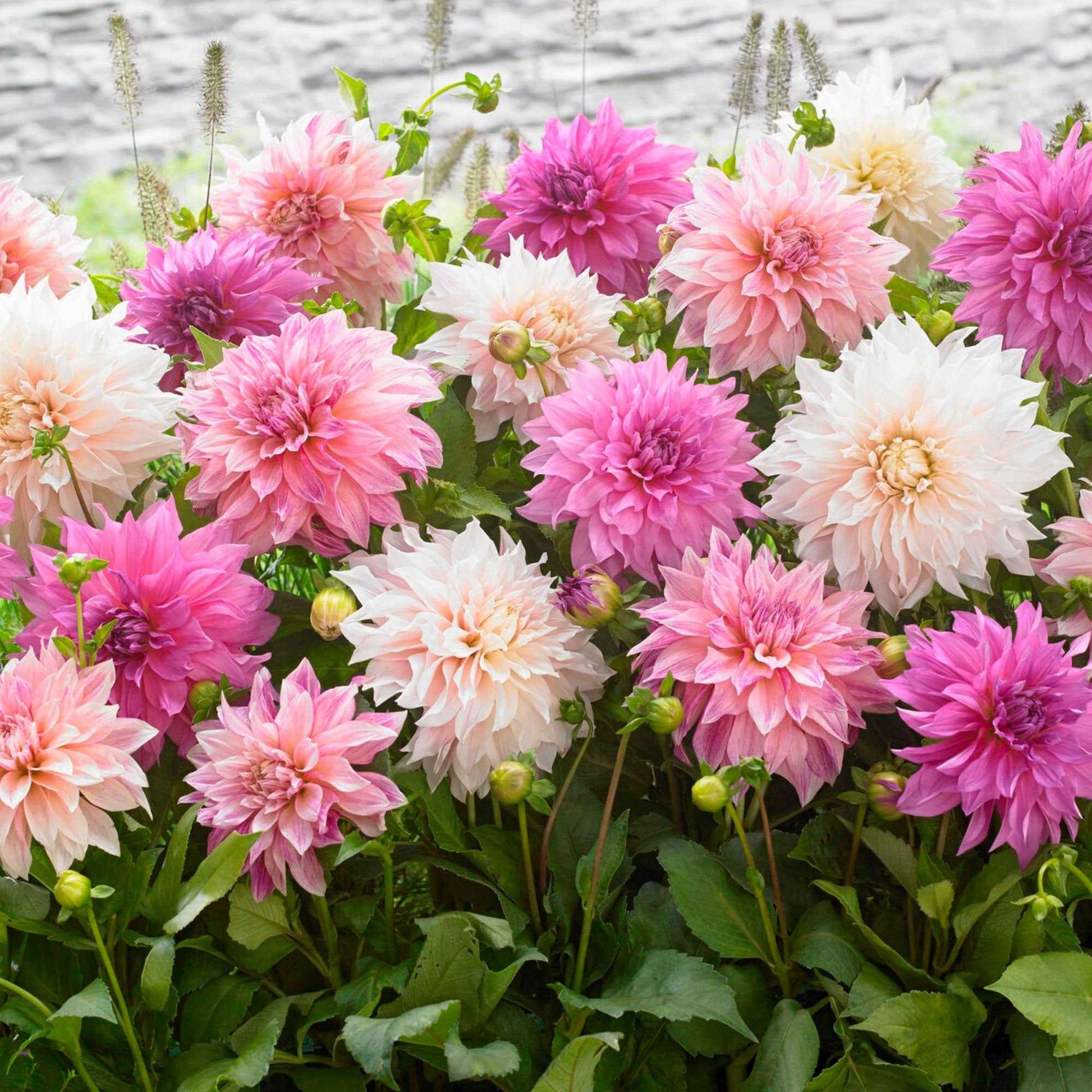 5x Dahlia Dinnerplate Garden Wit-Paars-Roze - Winterhard - Alle populaire bloembollen
