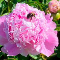 5x Pioenroos Paeonia roze-wit-paars - Winterhard - Bloembollen cadeaus