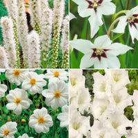 50x Mix White Collection wit - Alle bloembollen