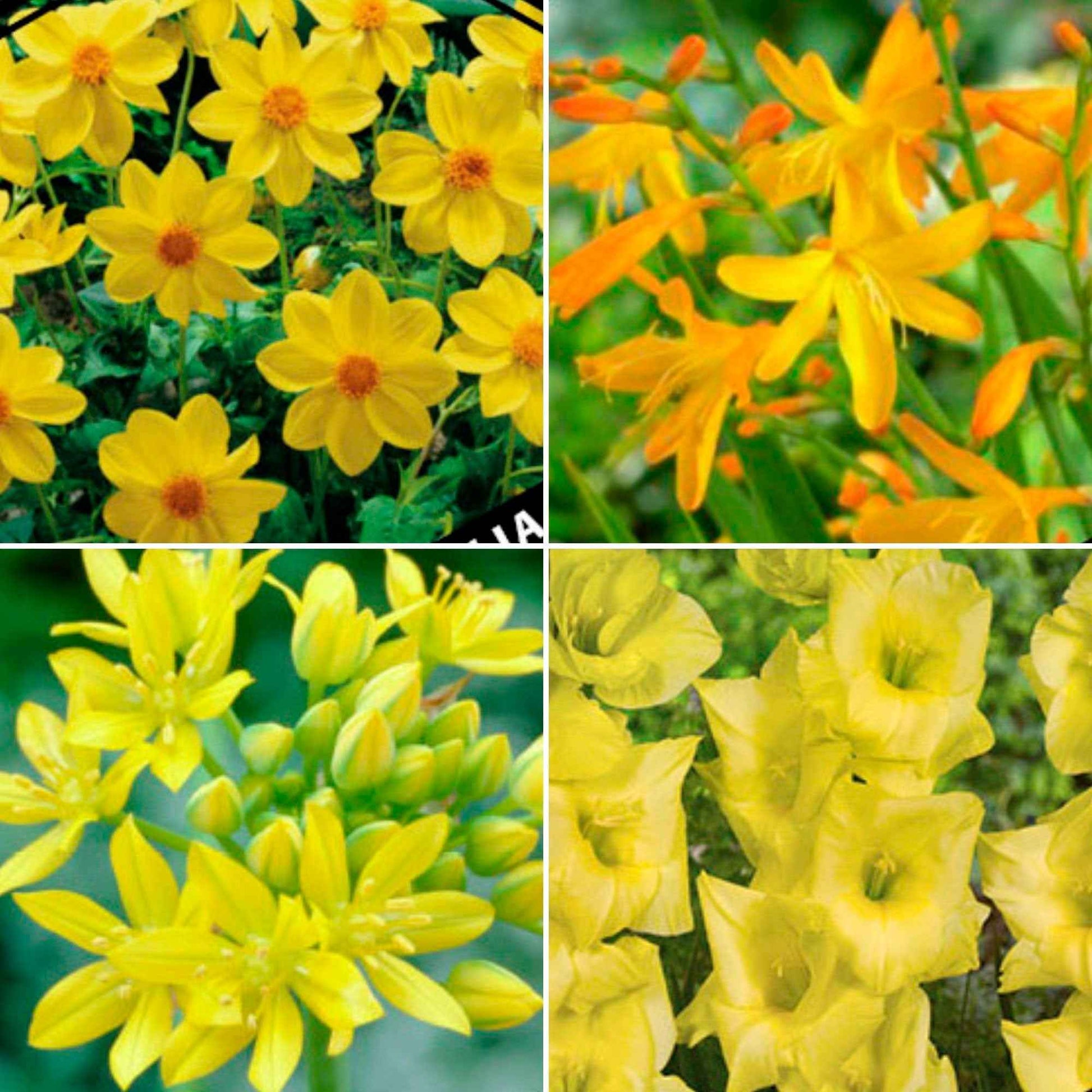 50x Mix Yellow Collection geel - Alle bloembollen