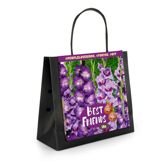 16x Gladiool Gladiolus Purple Love Birds Paars - Alle bloembollen