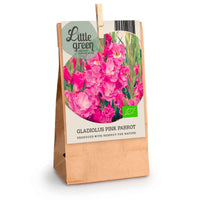 7x Gladiool Gladiolus Pink Parrot roze - Bio - Alle bloembollen