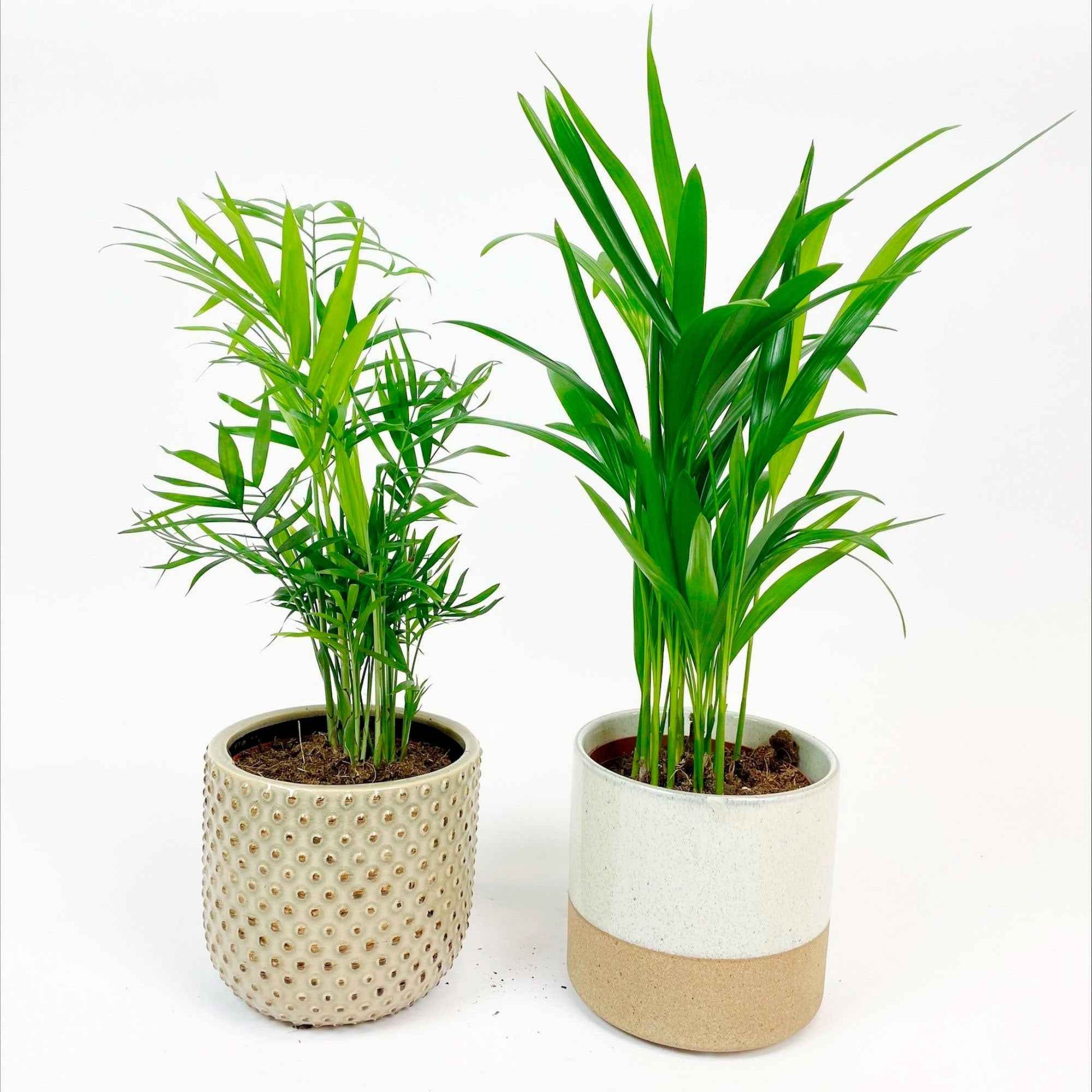 1x Areca palm Dypsis lutescens + 1x Mexicaanse dwergpalm incl. sierpotten - Combinaties en Sets