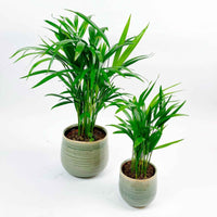 2x Areca palm Dypsis lutescens incl. sierpotten groen - Arecapalm
