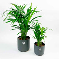 2x Areca palm Dypsis lutescens incl. sierpotten antraciet - Alle palmen