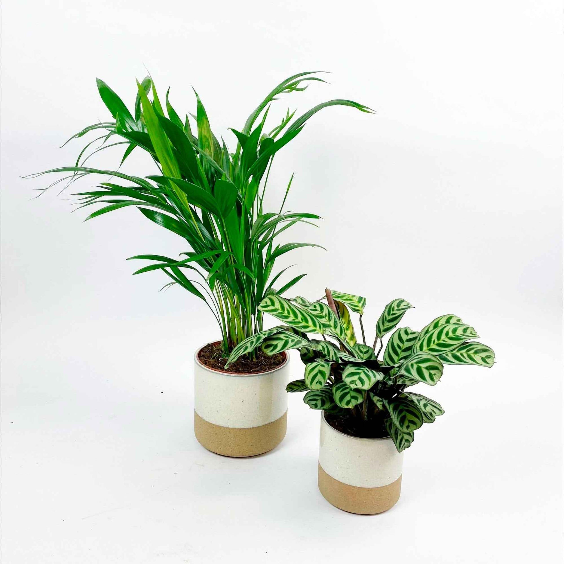1x Areca palm Dypsis lutescens + 1x Gebedsplant incl. sierpotten wit - Combinaties en Sets