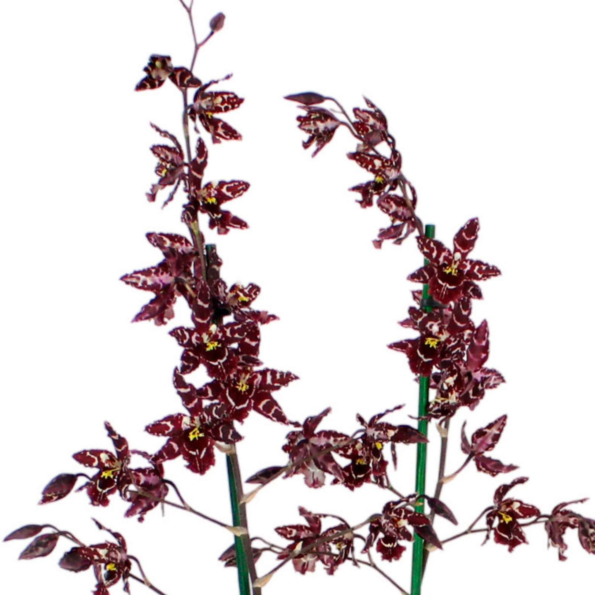Orchidee Cambria Odontoglossum Stirbic Paars-Wit - Huiskamerplanten