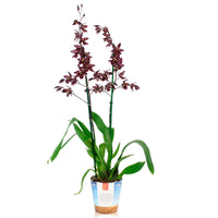 Orchidee Cambria Odontoglossum Stirbic Paars-Wit - Bloeiende kamerplanten