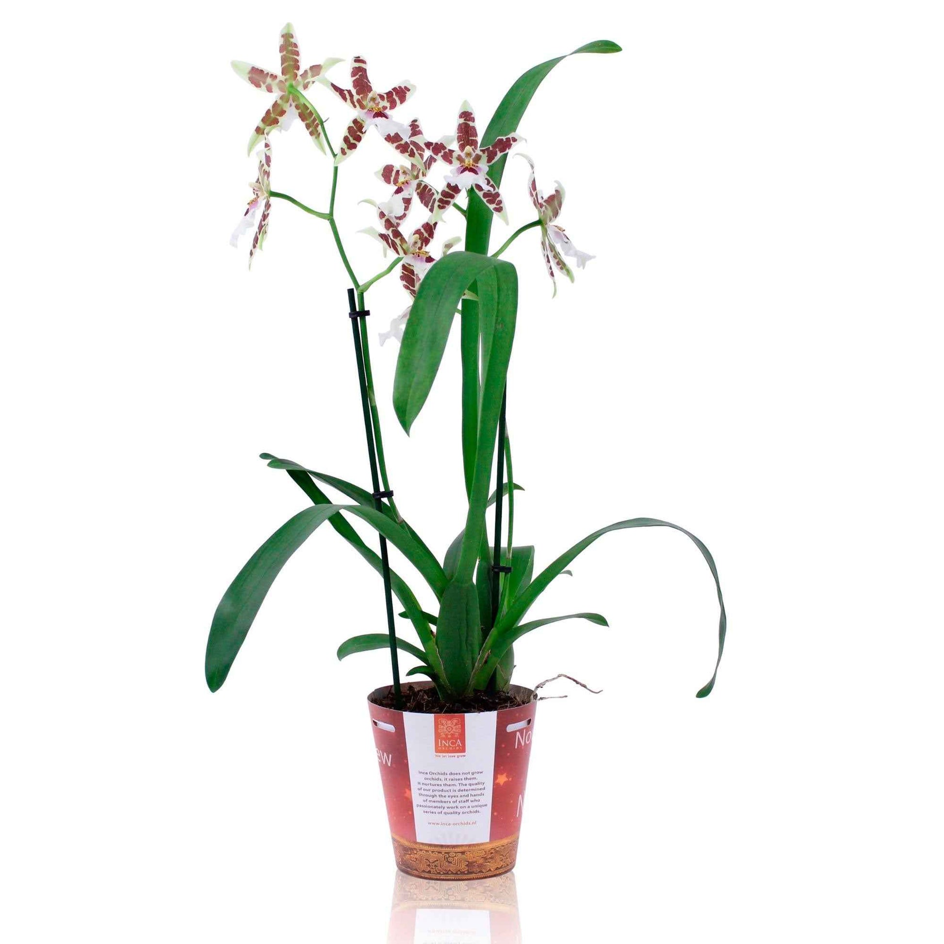 Orchidee Cambria Odontoglossum Renaissance Rood-Wit - Kamerplanten