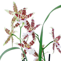 Orchidee Cambria Odontoglossum Renaissance Rood-Wit - Bloeiende kamerplanten