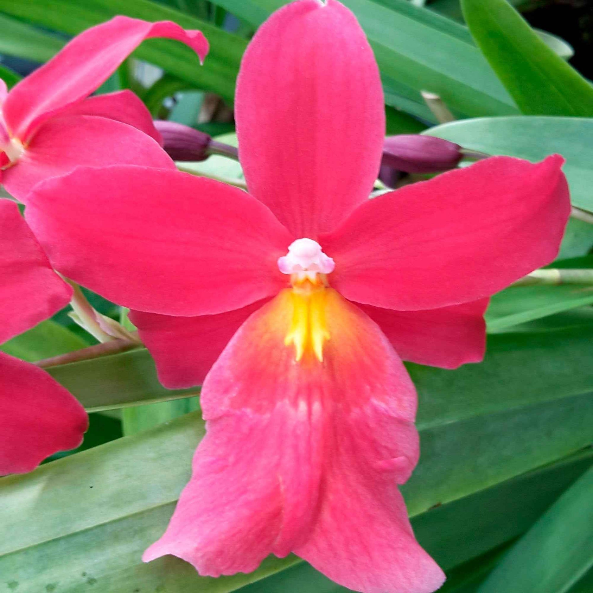 Orchidee Cambria Odontoglossum Francine Roze - Bloeiende kamerplanten