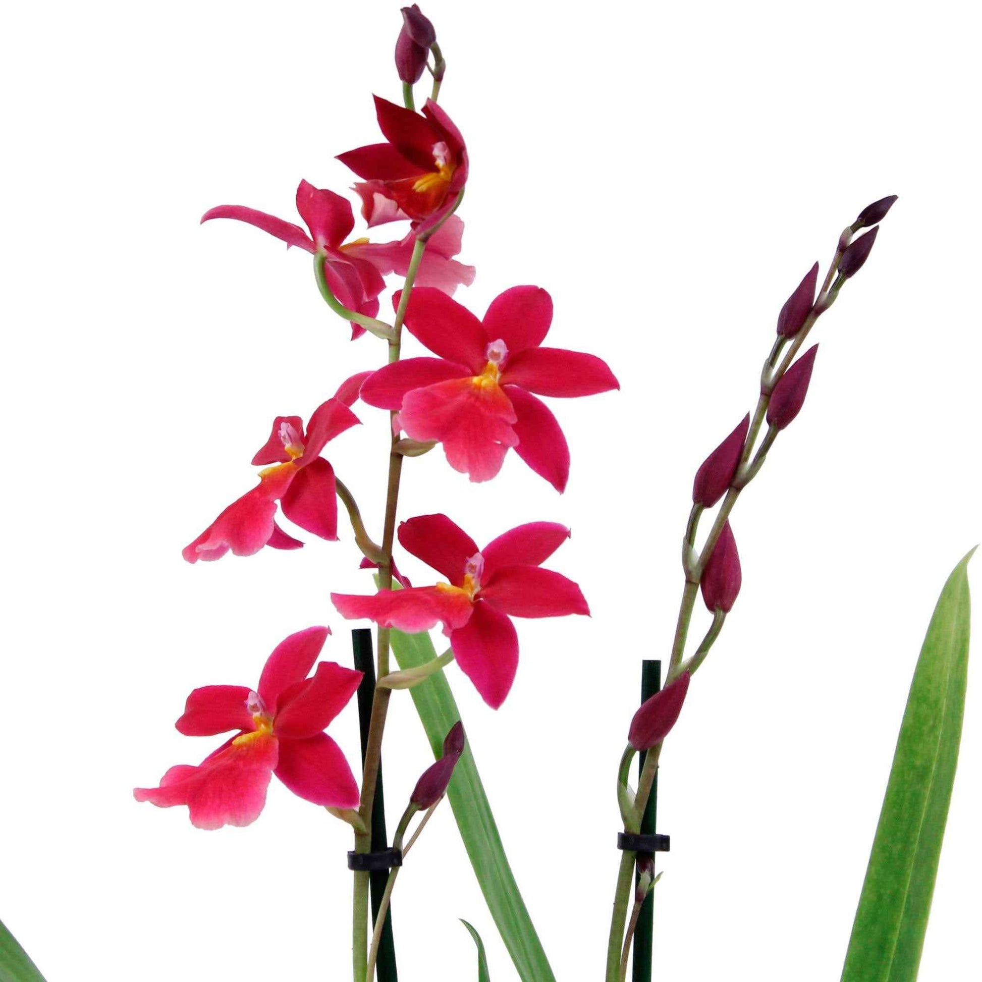 Orchidee Cambria Odontoglossum Francine Roze - Kamerplanten
