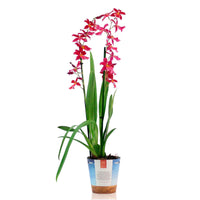 Orchidee Cambria Odontoglossum Francine Roze - Niet giftige kamerplanten