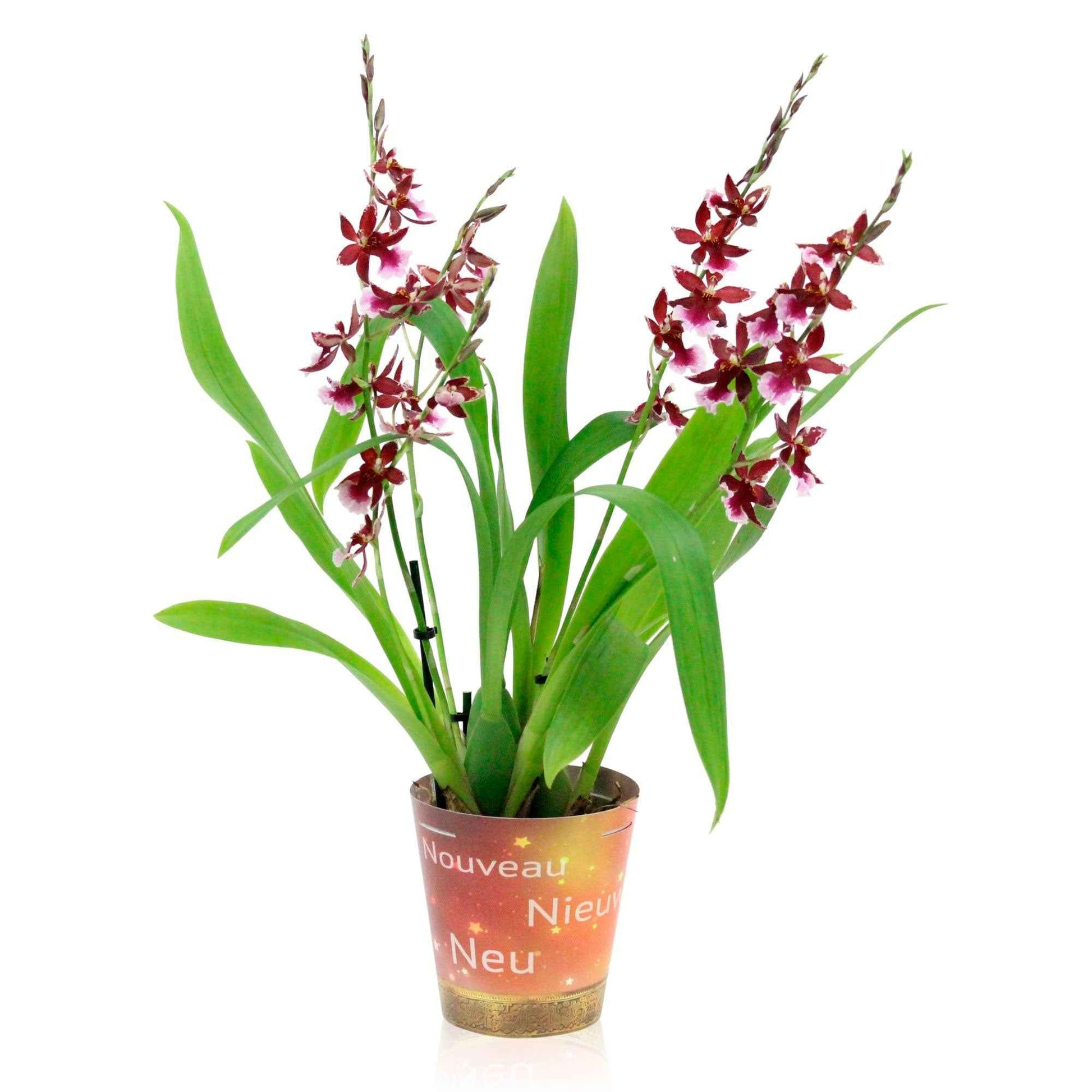 Orchidee Cambria Odontoglossum Barocco Red Paars - Huiskamerplanten