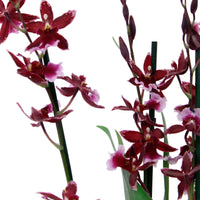 Orchidee Cambria Odontoglossum Barocco Red Paars - Bloeiende kamerplanten