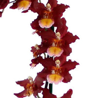 Orchidee Cambria Odontoglossum Wildfire Rood-Oranje - Huiskamerplanten