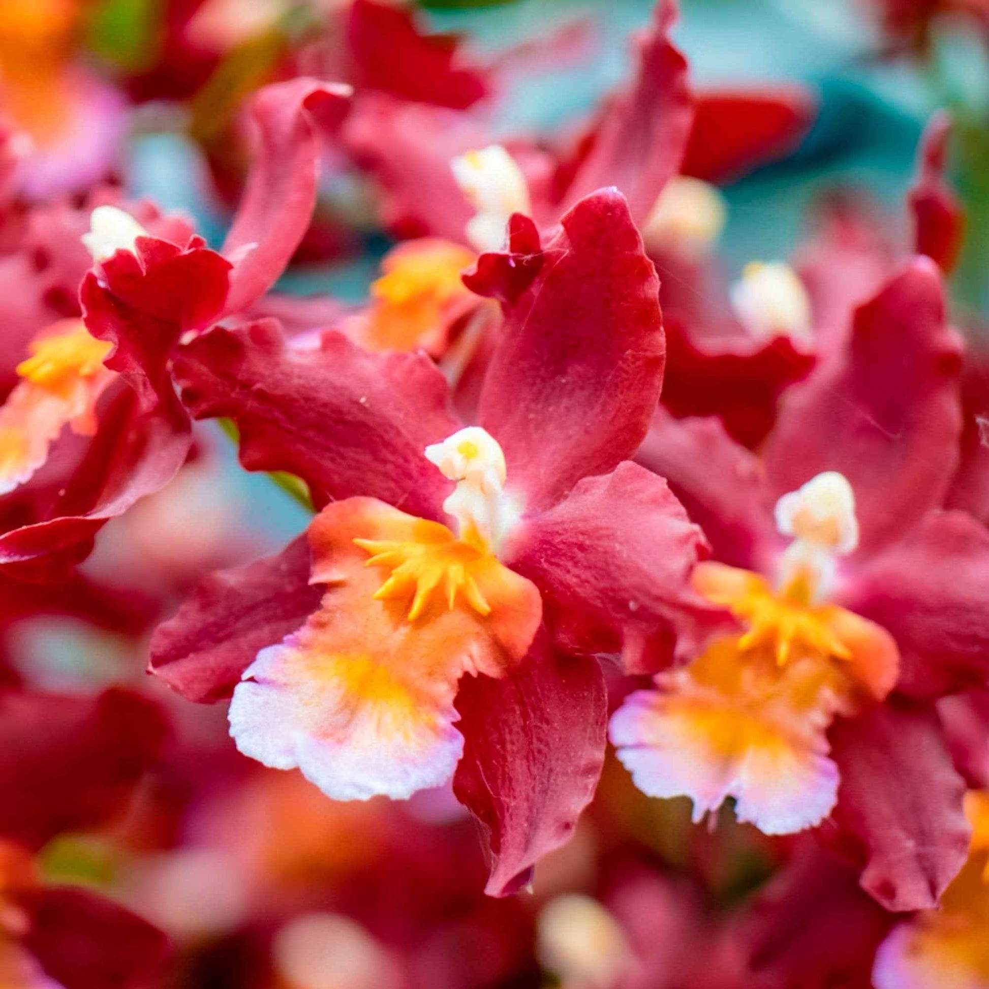 Orchidee Cambria Odontoglossum Wildfire Rood-Oranje - Cadeau idee