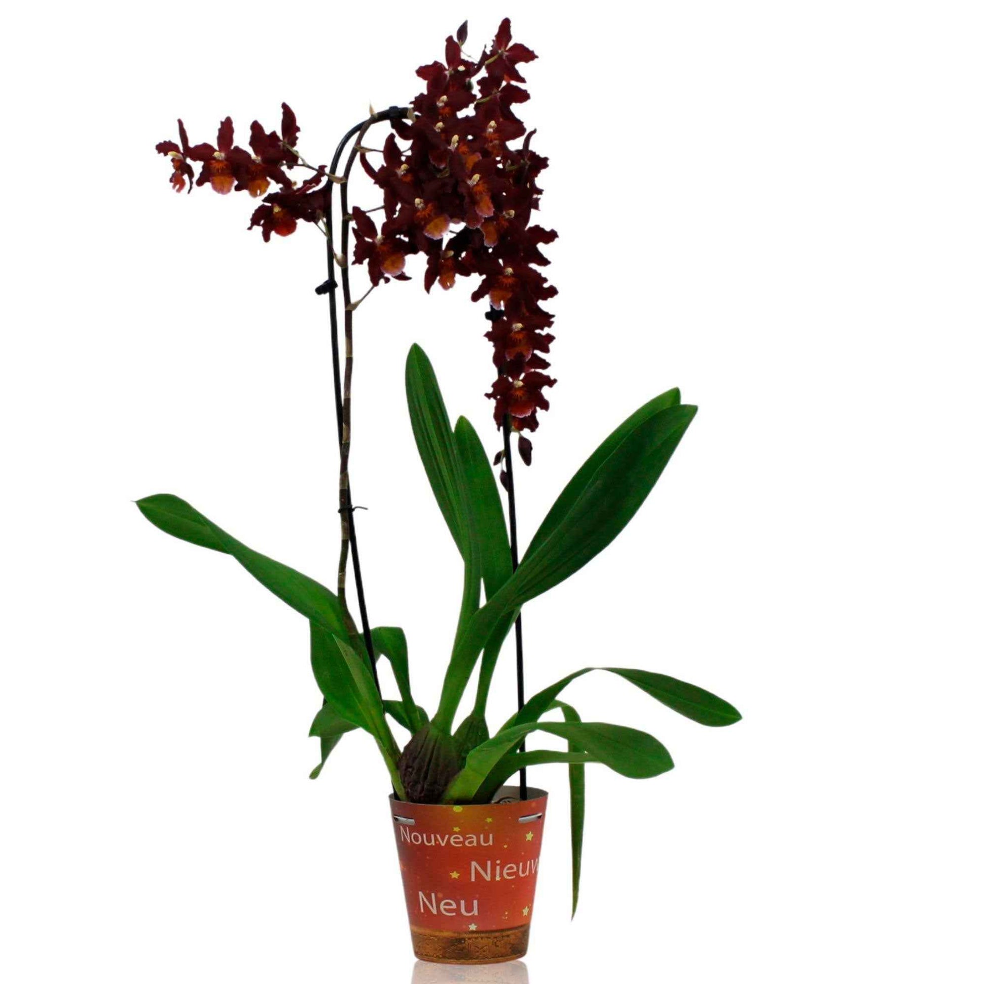 Orchidee Cambria Odontoglossum Wildfire Rood-Oranje - Bloeiende kamerplanten