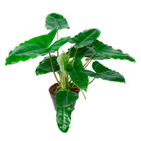 Philodendron Burle Marx - Bio - Alle makkelijke kamerplanten