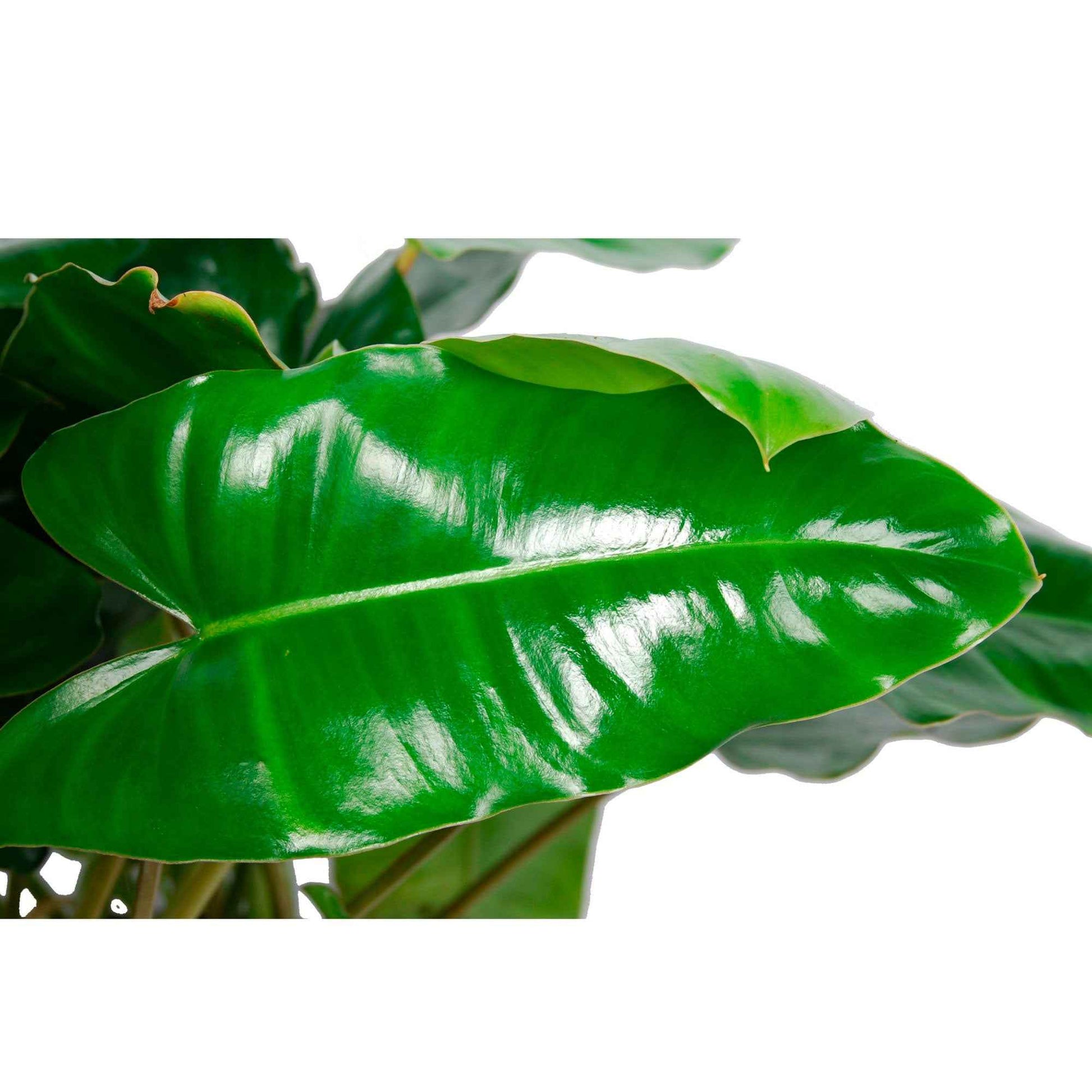 Philodendron Burle Marx - Bio - Groene kamerplanten