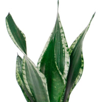 Vrouwentong Sansevieria Grey Stripe - Bio - Groene kamerplanten