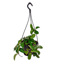 Wasbloem Hoya Krinkle - Hangplant - Bio - 1x Leveringshoogte 15-25 cm, potmaat Diameter 11 cm - Groene kamerplanten - undefined