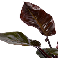 Philodendron Black Cardinal - Bio - Alle makkelijke kamerplanten