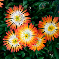 IJsbloem Delosperma Orange with Eye oranje-wit - Alle vaste tuinplanten