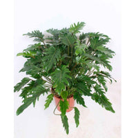 Philodendron xanadu - Alle makkelijke kamerplanten