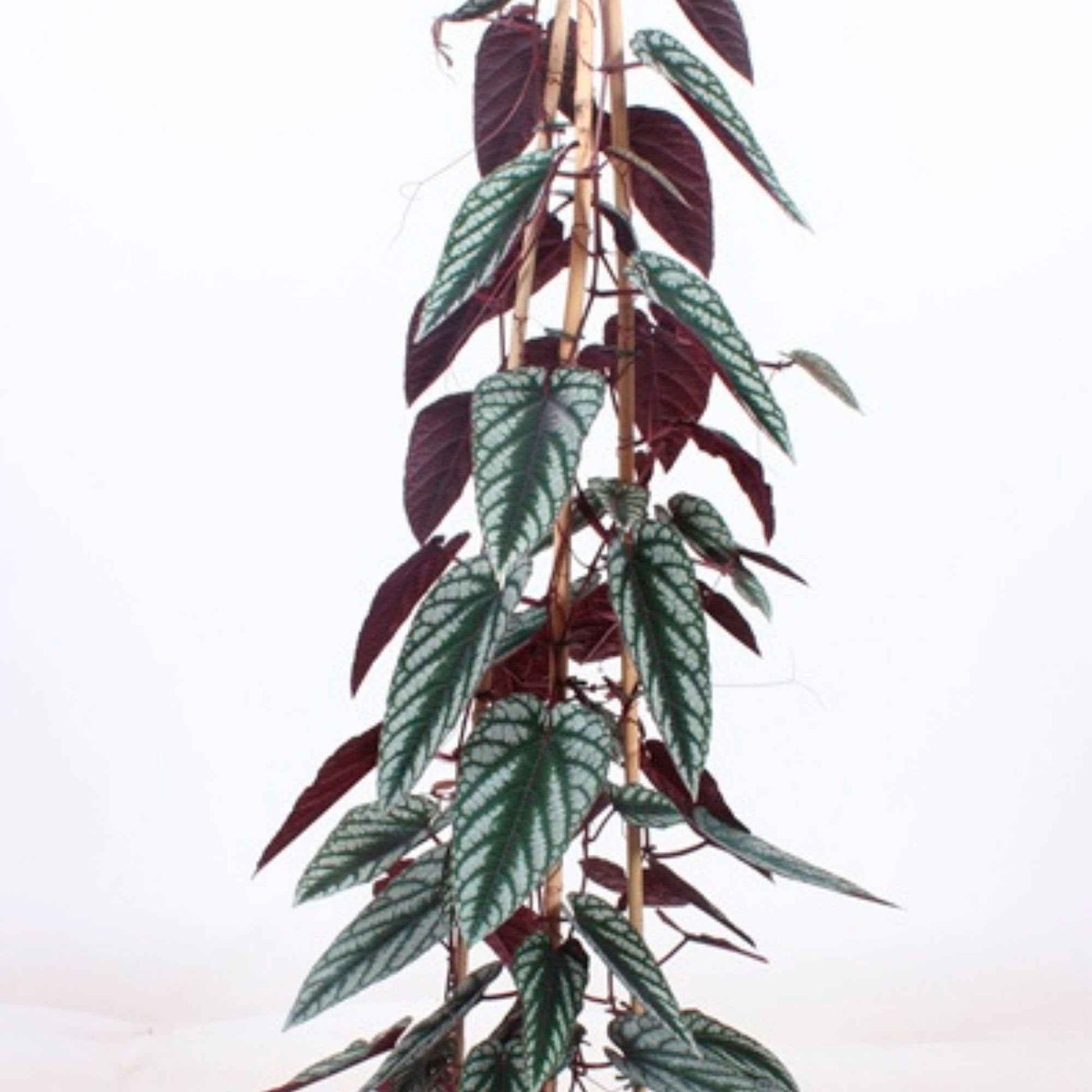 Koniningswingerd Cissus discolor groen-grijs-rood - Groene kamerplanten