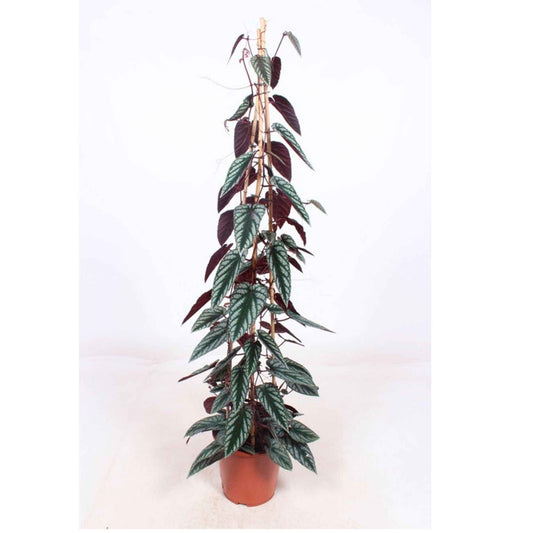 Koniningswingerd Cissus discolor groen-grijs-rood - Alle makkelijke kamerplanten