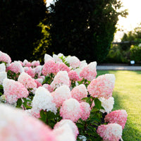 Pluimhortensia Hydrangea Living Pink & Rose Roze - Winterhard - Bloeiende struiken