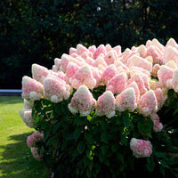 Pluimhortensia Hydrangea Living Raspberry Pink ® Wit-Roze - Winterhard - Bloeiende heesters