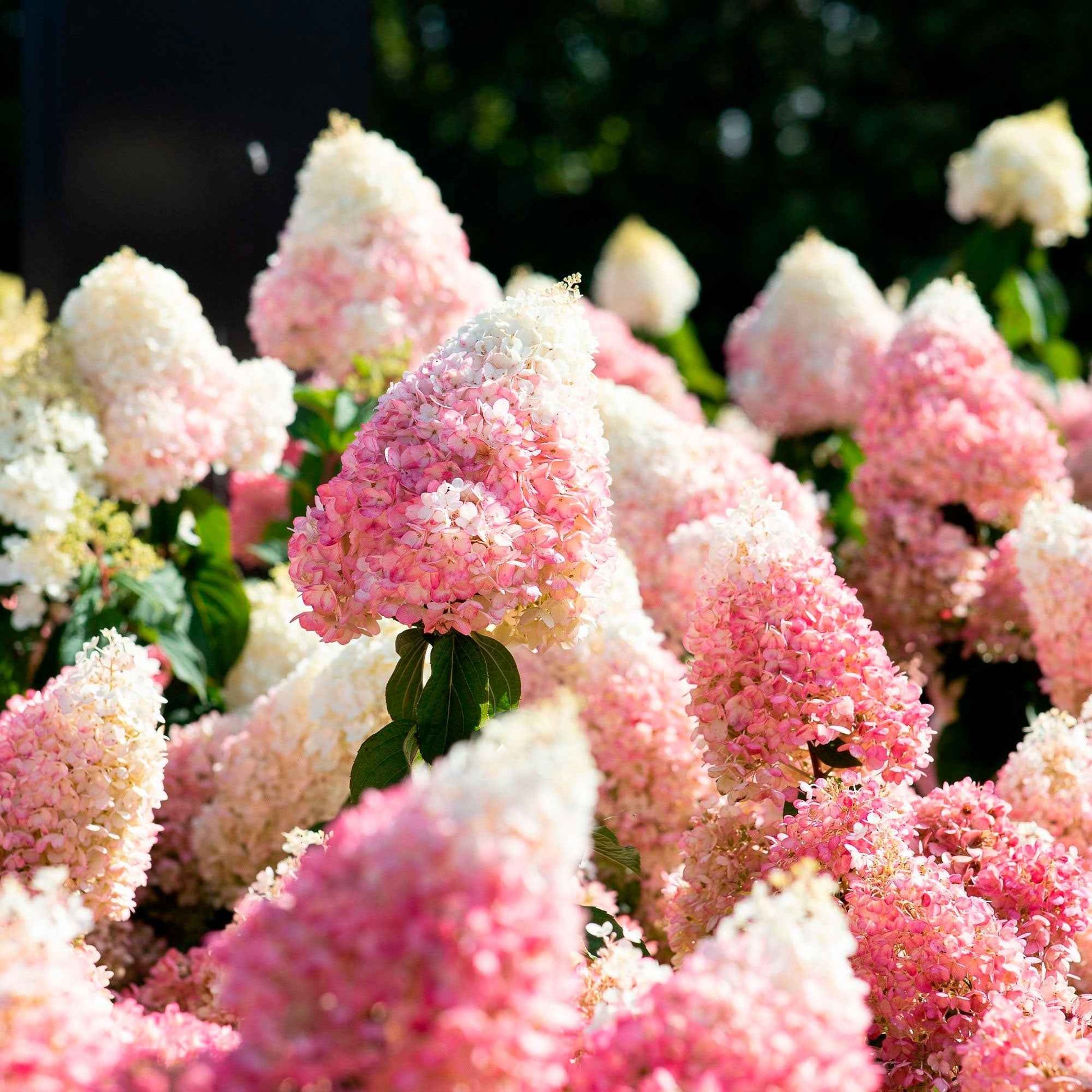 Pluimhortensia Hydrangea Living Strawberry Blossom Roze - Winterhard - Bloeiende heesters
